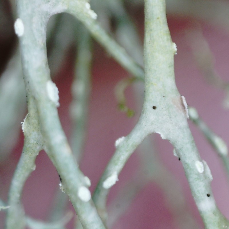 Farinose Cartilage Lichen photo 2