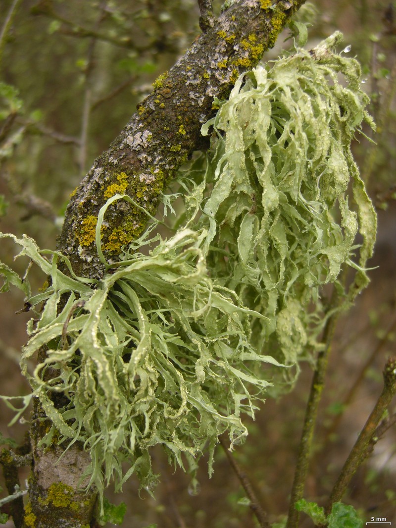 Farinose Cartilage Lichen photo 3