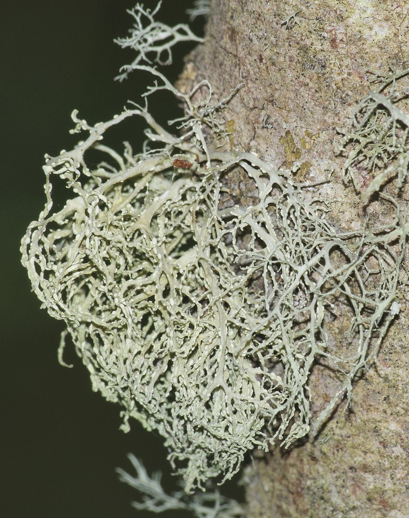Farinose Cartilage Lichen photo 4