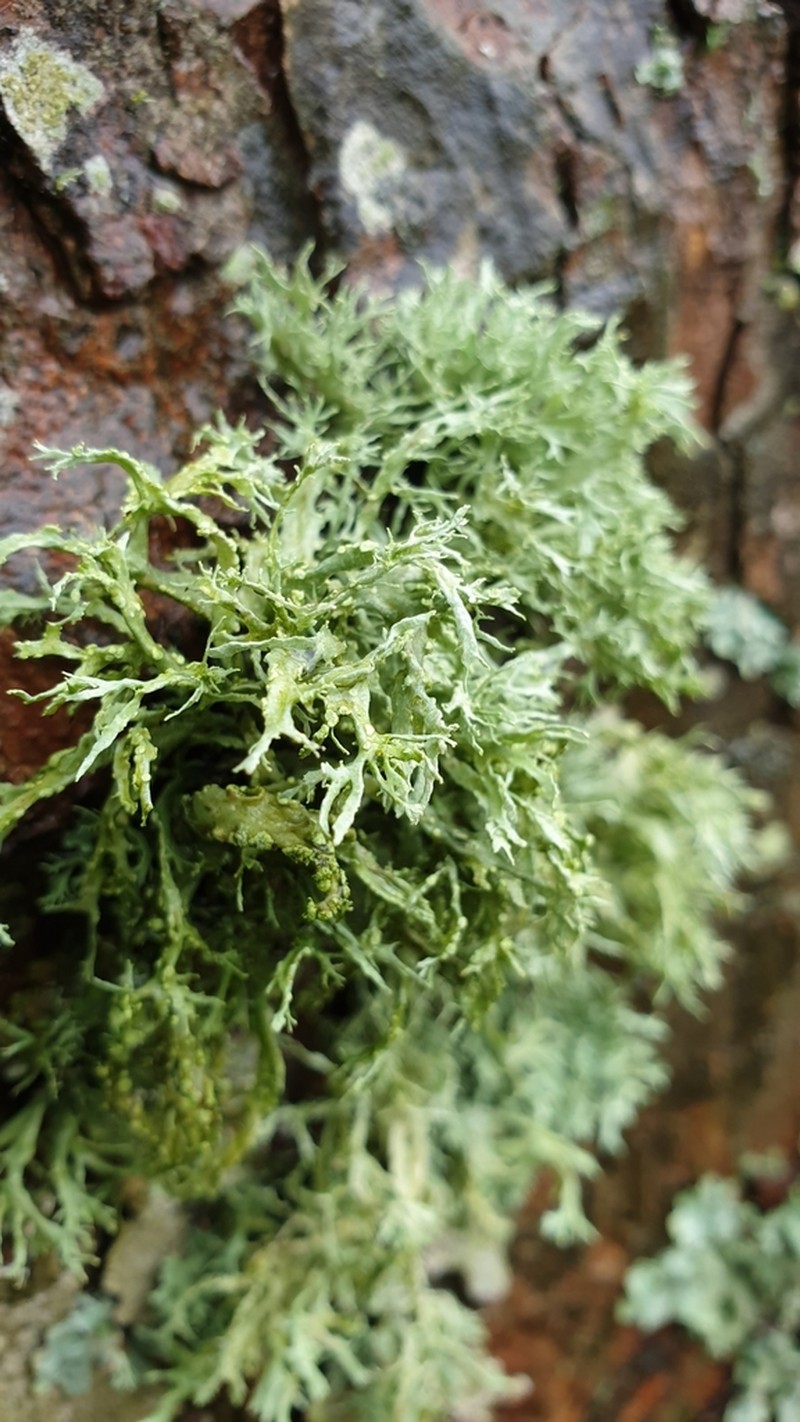 Farinose Cartilage Lichen photo 5