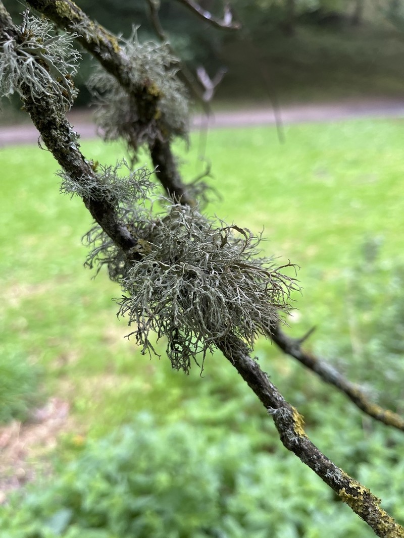 Farinose Cartilage Lichen photo 6