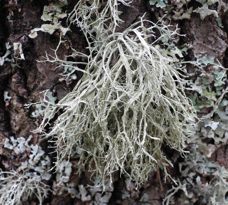 Farinose Cartilage Lichen photo 7