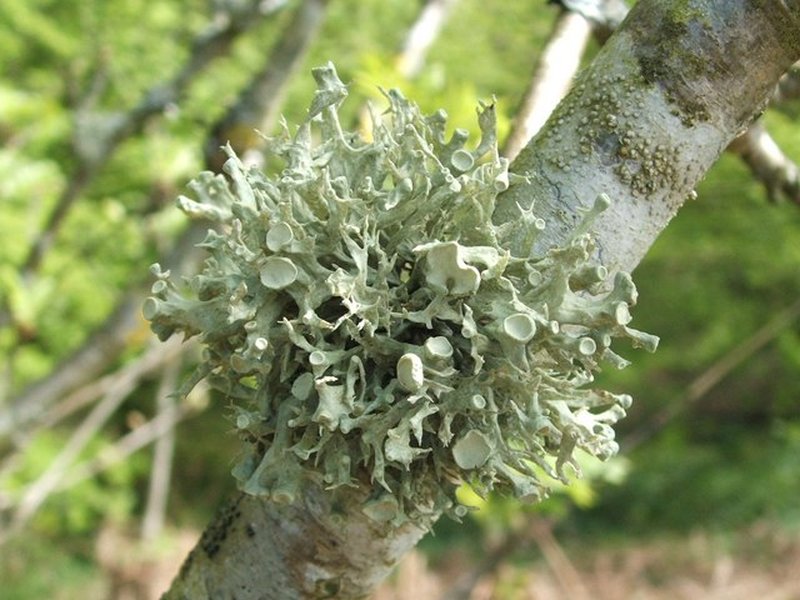 Cartilage Lichen