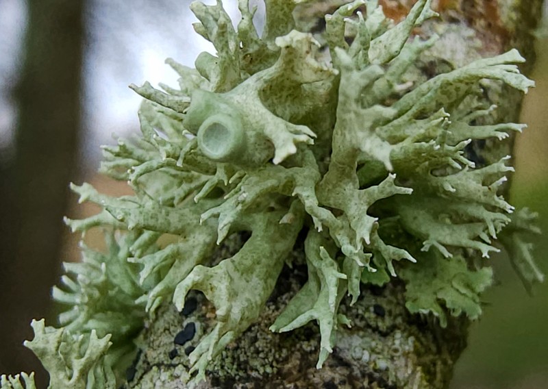 Cartilage Lichen photo 2