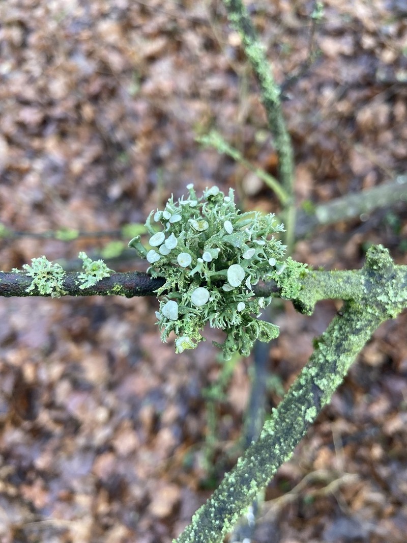 Cartilage Lichen photo 3