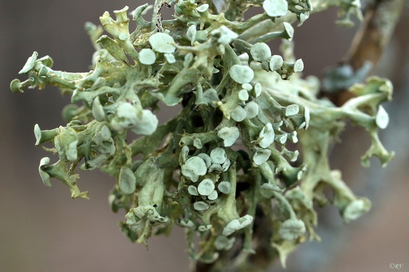 Cartilage Lichen photo 4