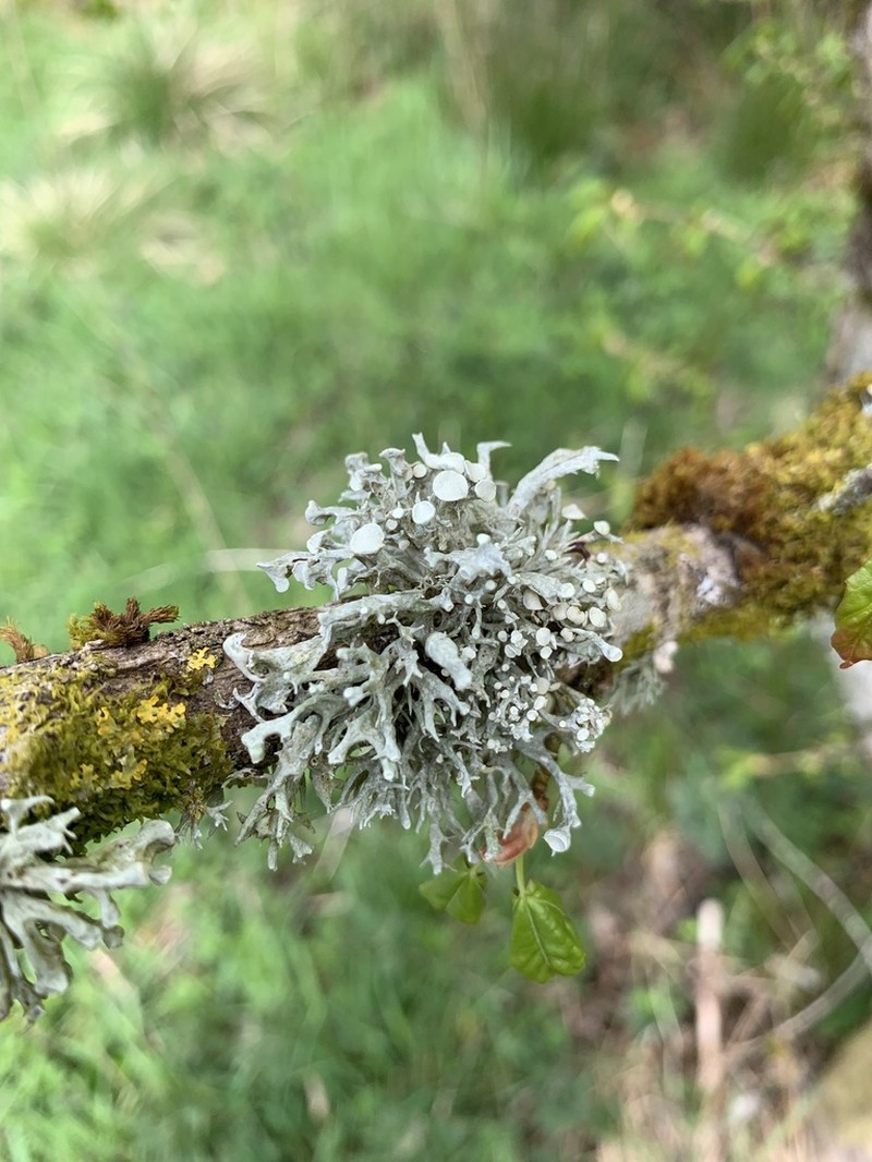 Cartilage Lichen photo 5