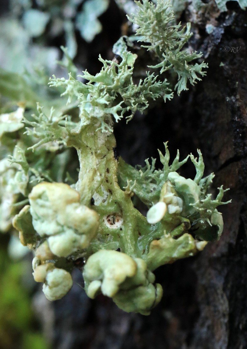 Cartilage Lichen photo 6