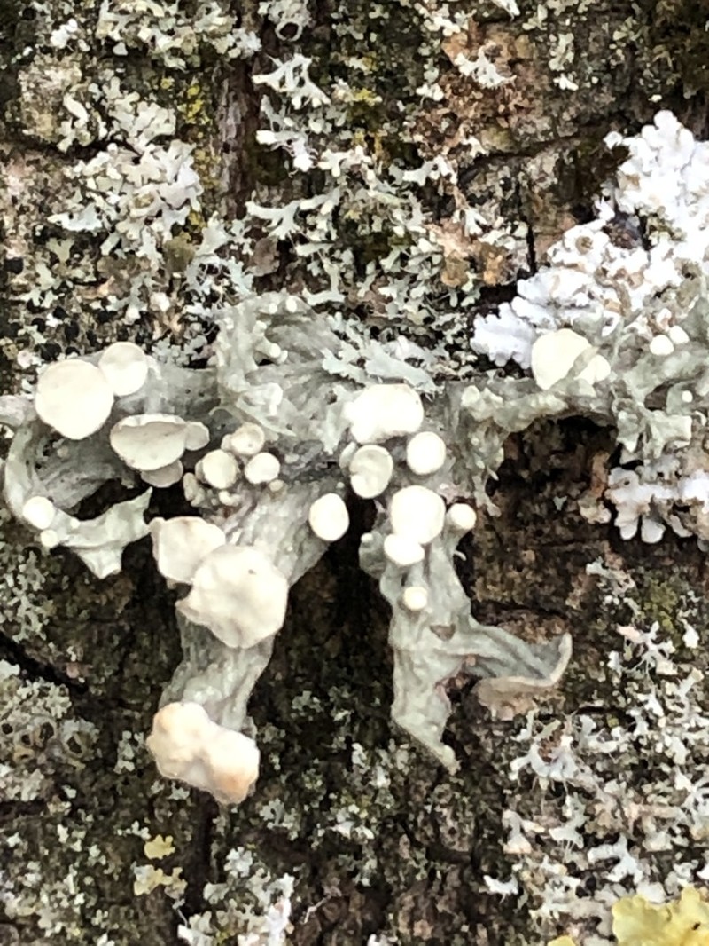 Cartilage Lichen photo 7