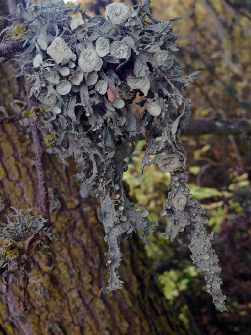 Cartilage Lichen