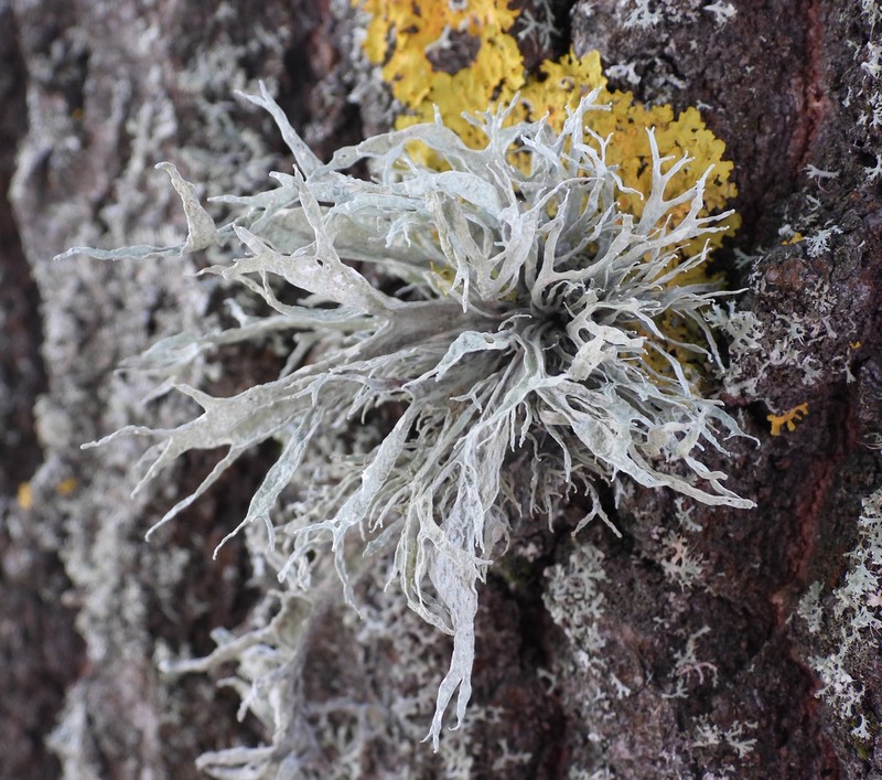 Cartilage Lichen photo 2