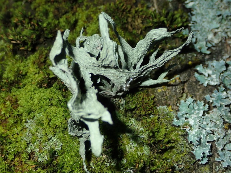Cartilage Lichen photo 3