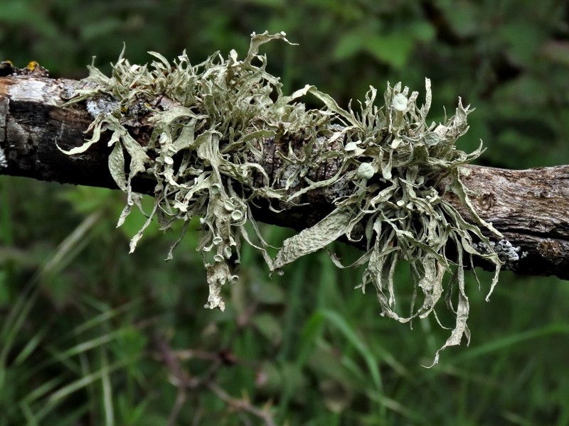Cartilage Lichen photo 4