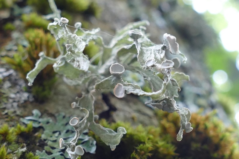 Cartilage Lichen photo 5