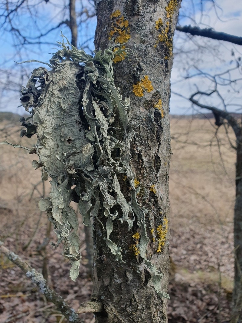 Cartilage Lichen photo 6