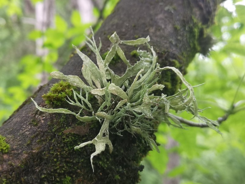 Cartilage Lichen photo 7