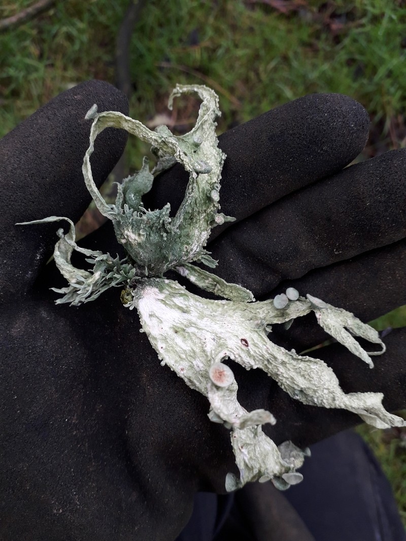 Cartilage Lichen photo 8