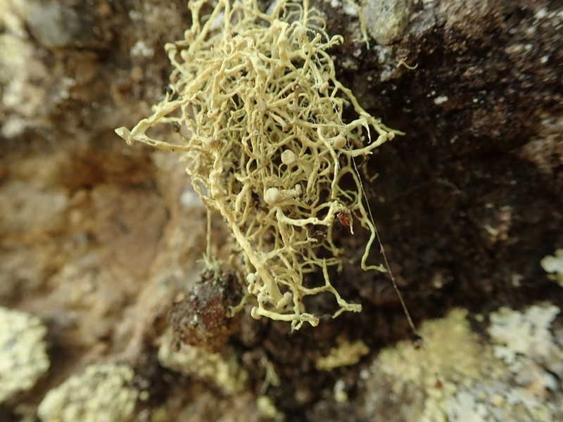 Cartilage Lichen