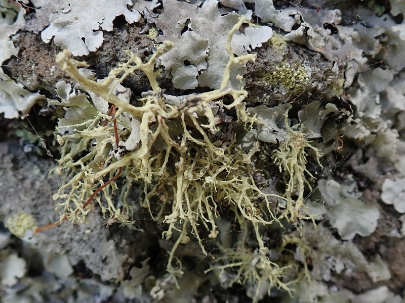 Cartilage Lichen photo 2