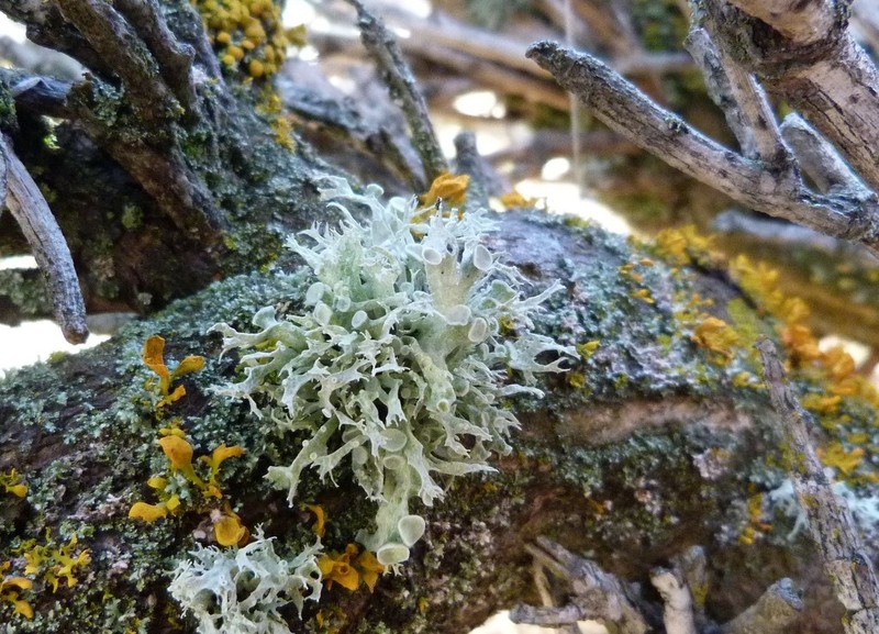 Cartilage Lichen photo 3