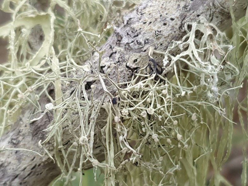 Cartilage Lichen photo 4