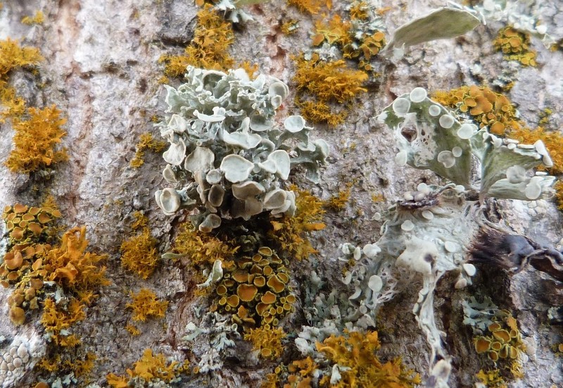 Cartilage Lichen photo 5
