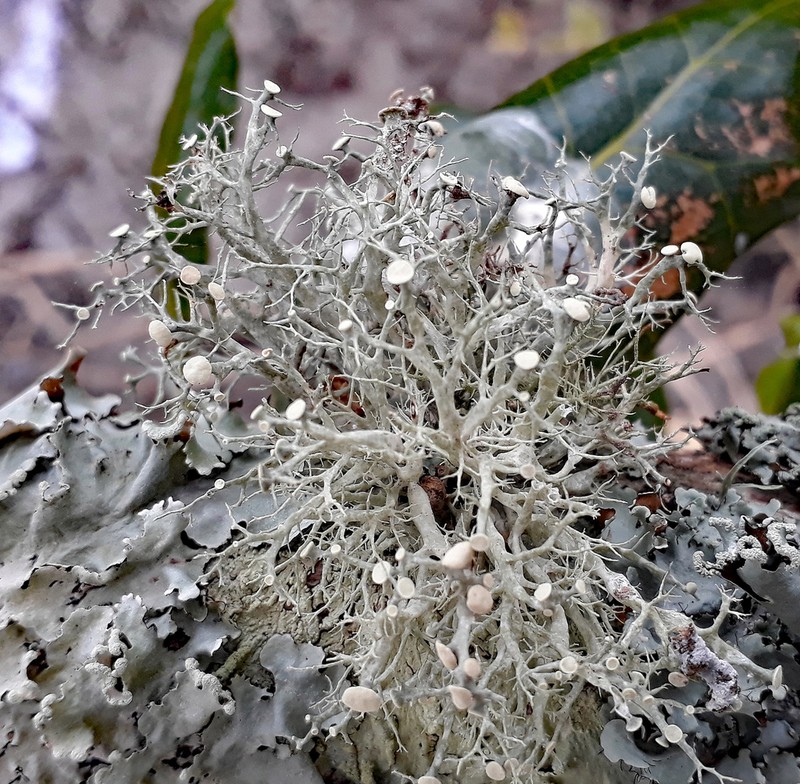 Cartilage Lichen photo 6