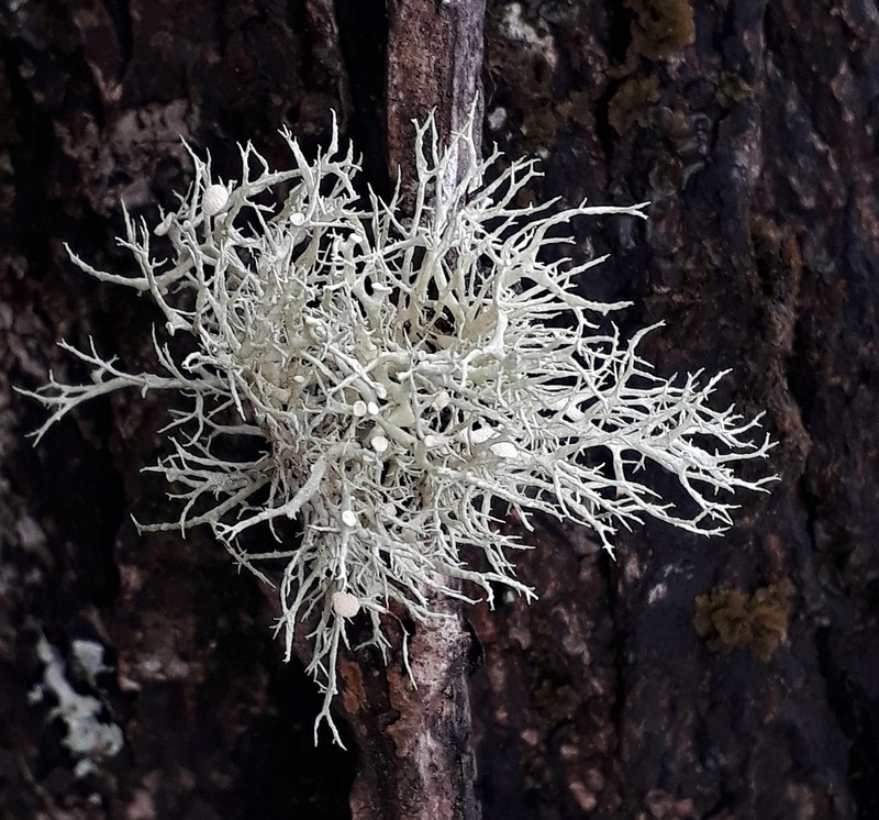 Cartilage Lichen photo 7