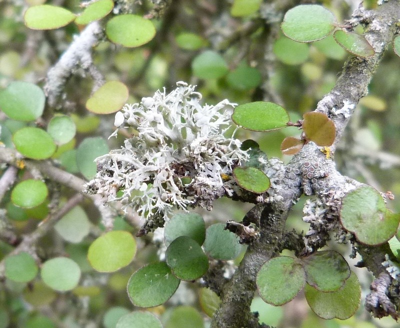 Cartilage Lichen photo 8