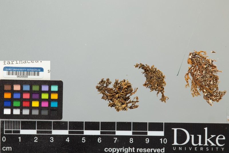 Cartilage Lichen