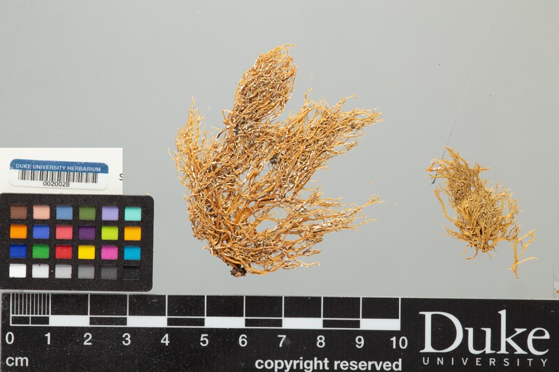 Cartilage Lichen photo 2
