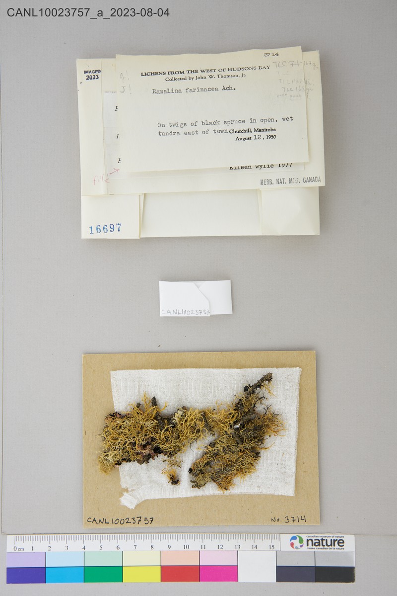 Cartilage Lichen photo 4