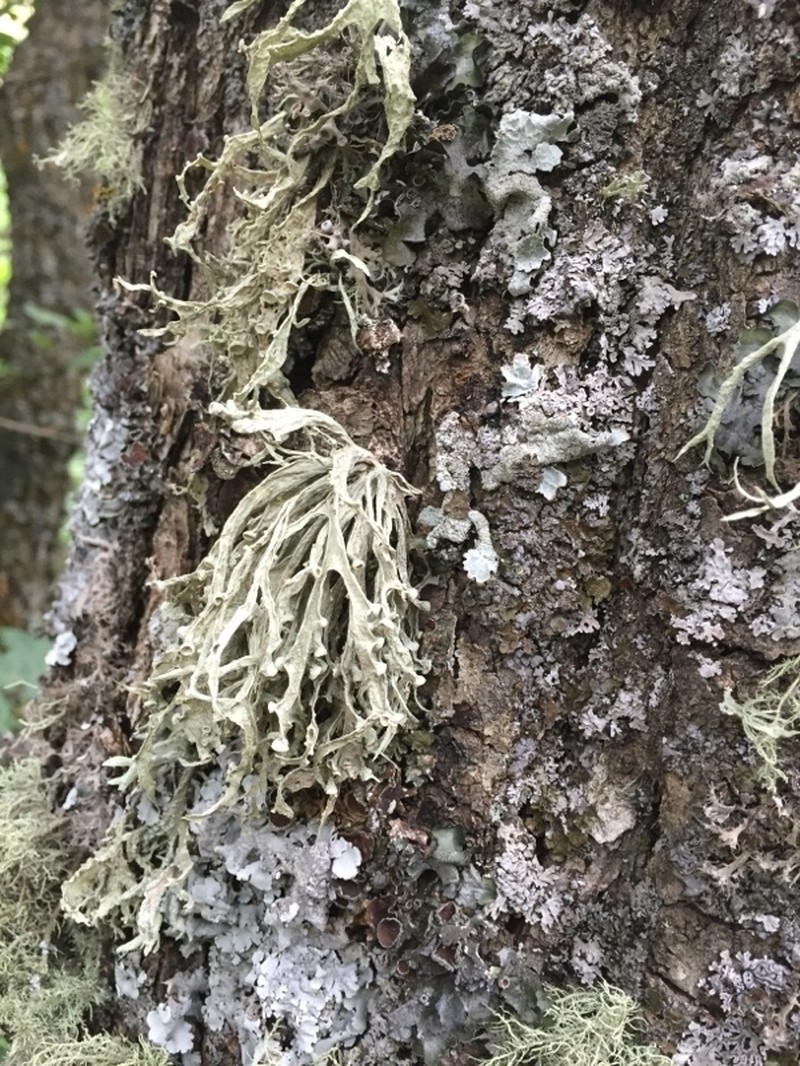 Inflated Cartilage Lichen