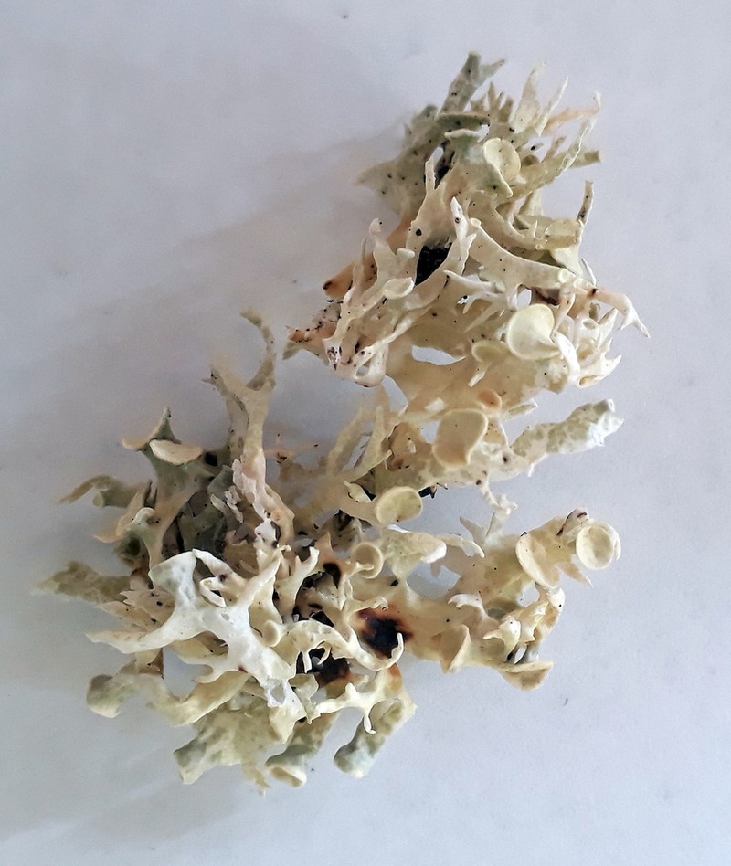Inflated Cartilage Lichen photo 2