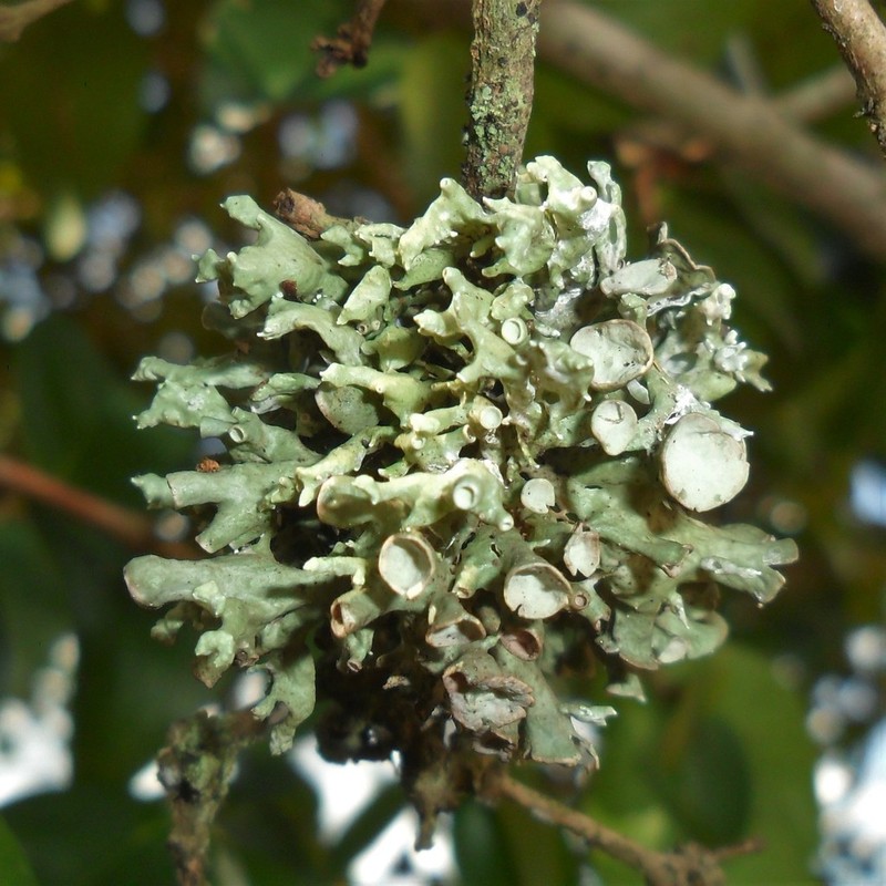 Inflated Cartilage Lichen photo 3