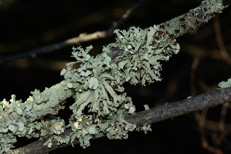 Inflated Cartilage Lichen photo 5