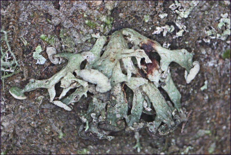 Inflated Cartilage Lichen photo 6