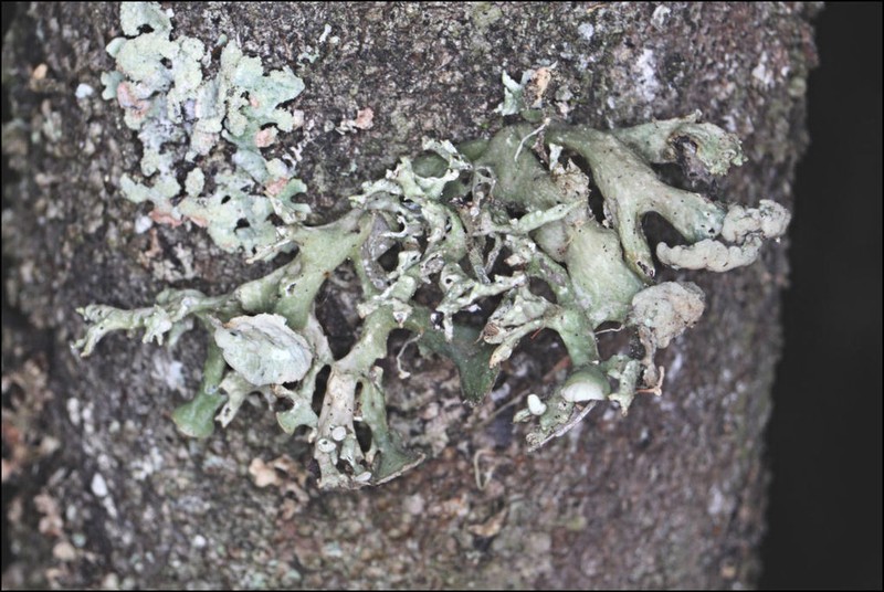 Inflated Cartilage Lichen photo 7