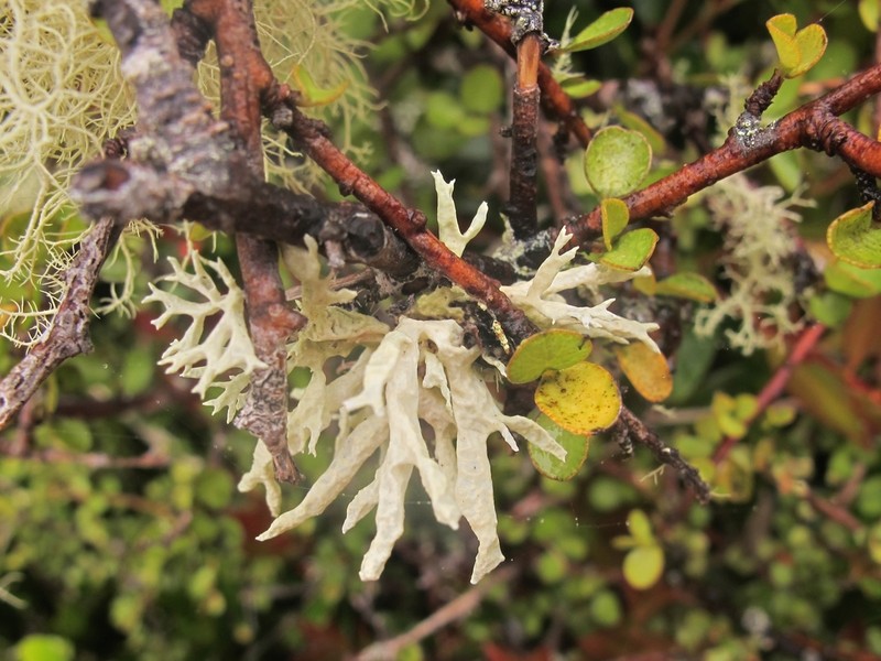 Inflated Cartilage Lichen photo 8