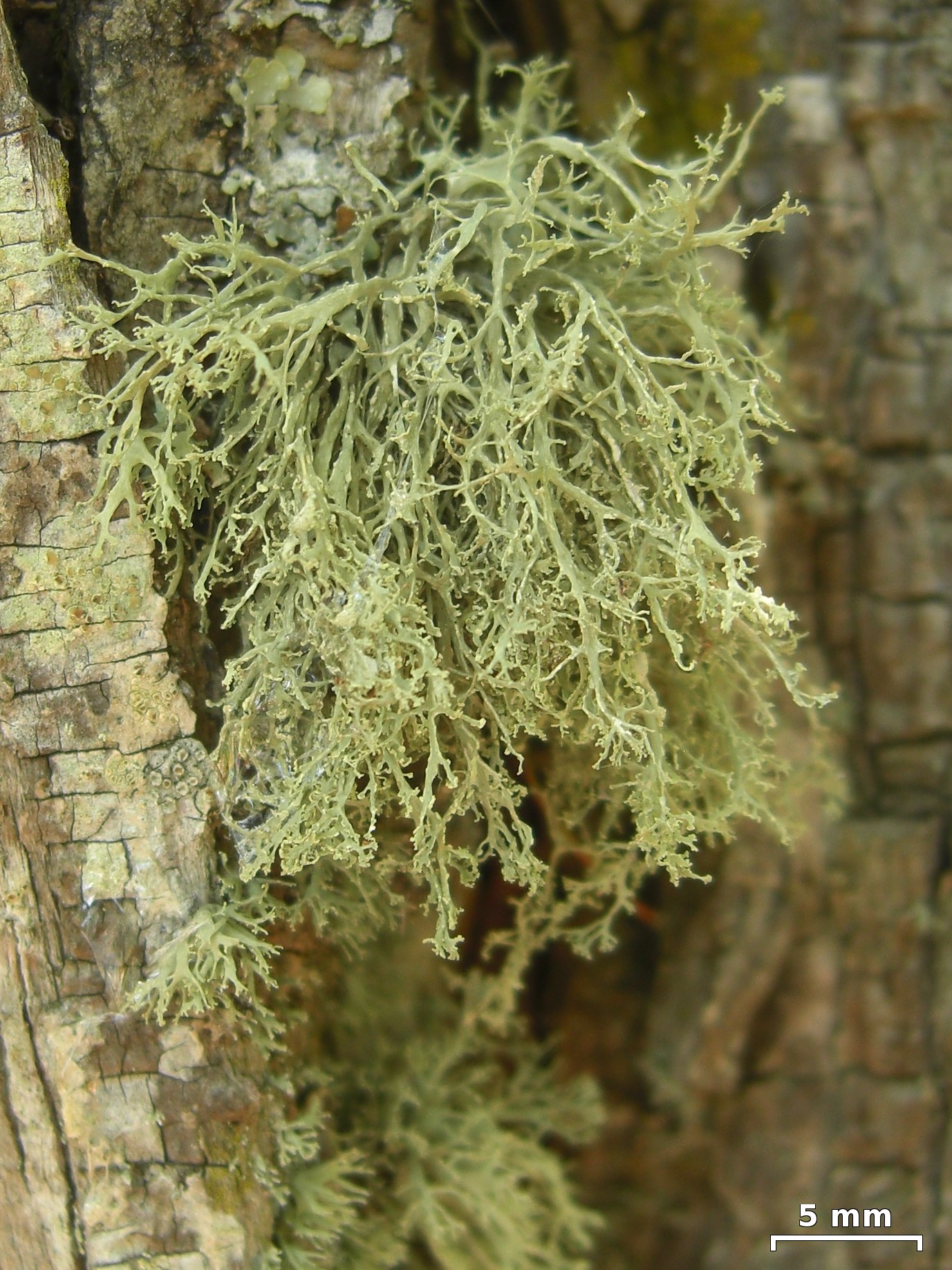 Intermediate Cartilage Lichen