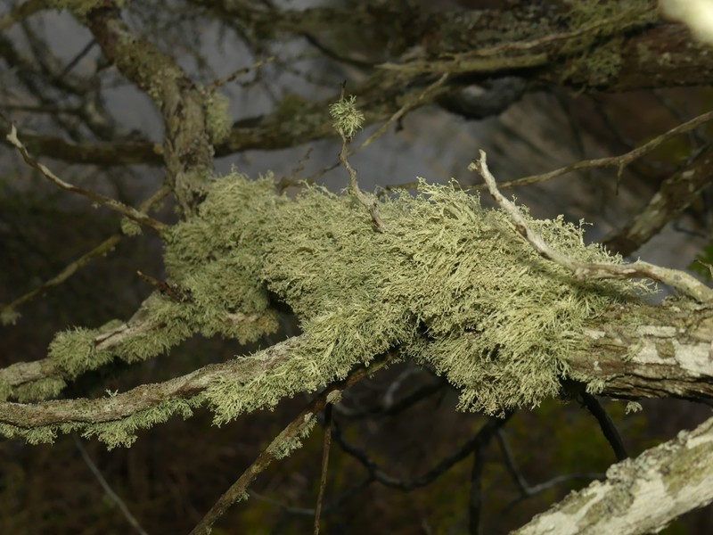 Intermediate Cartilage Lichen photo 2