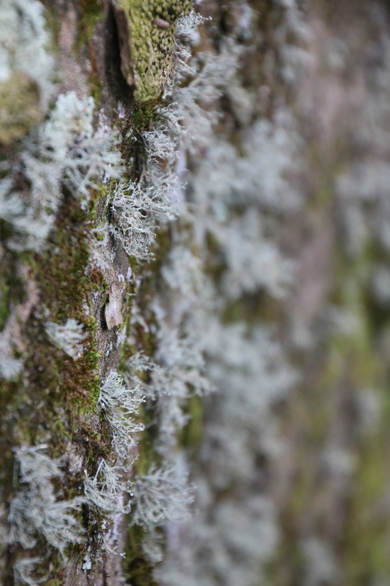 Intermediate Cartilage Lichen photo 3