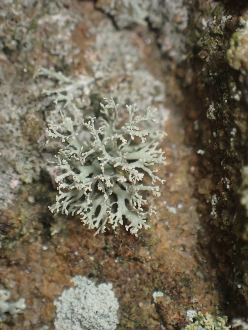 Intermediate Cartilage Lichen photo 4