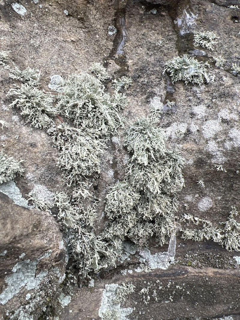 Intermediate Cartilage Lichen photo 5