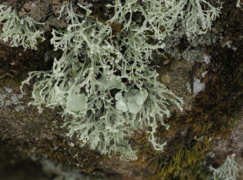 Intermediate Cartilage Lichen photo 6