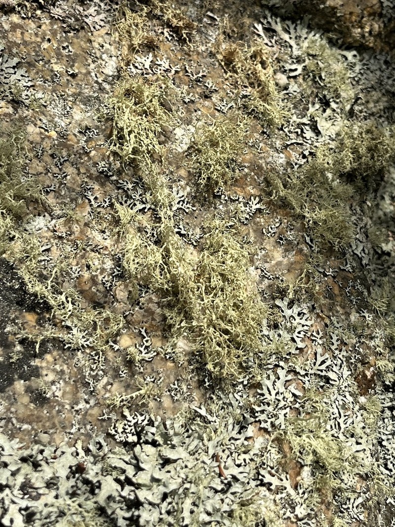 Intermediate Cartilage Lichen photo 7
