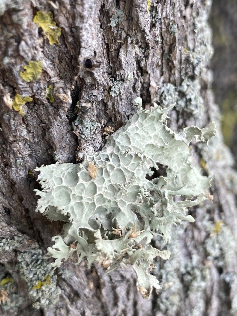 Cartilage Lichen