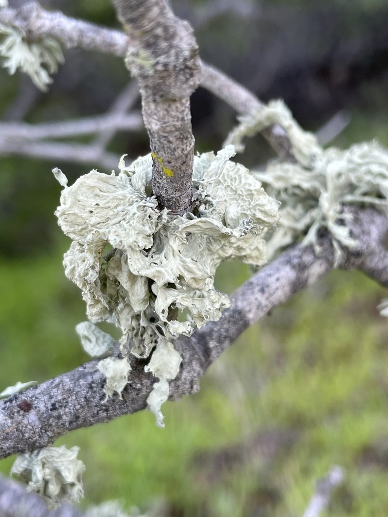 Cartilage Lichen photo 2