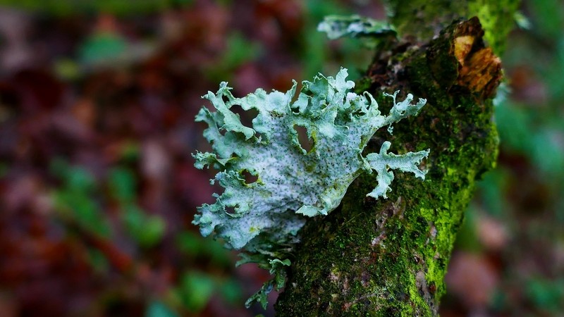 Cartilage Lichen photo 3