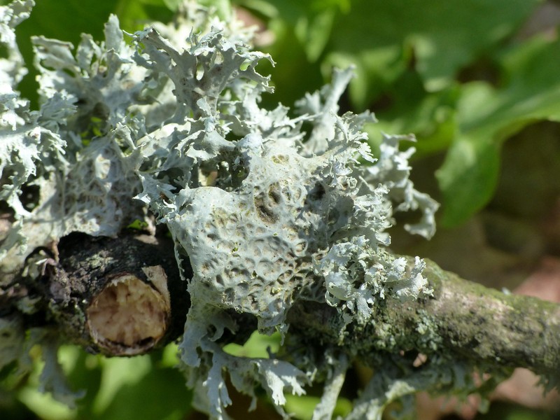 Cartilage Lichen photo 4